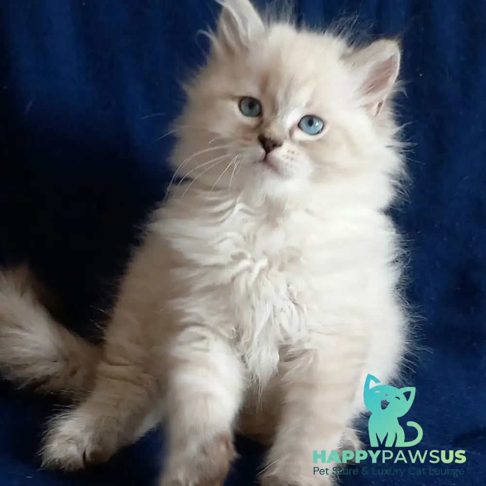 Milan Siberian male blue tabby pointed - live animals