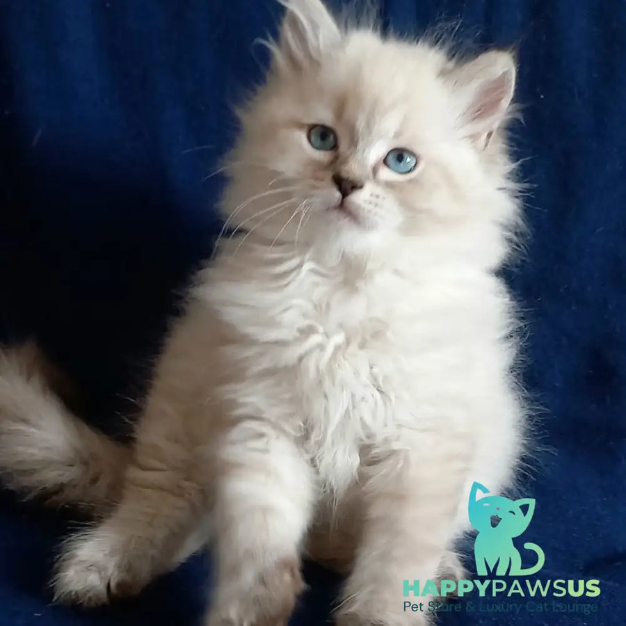 Milan Siberian male blue tabby pointed - live animals