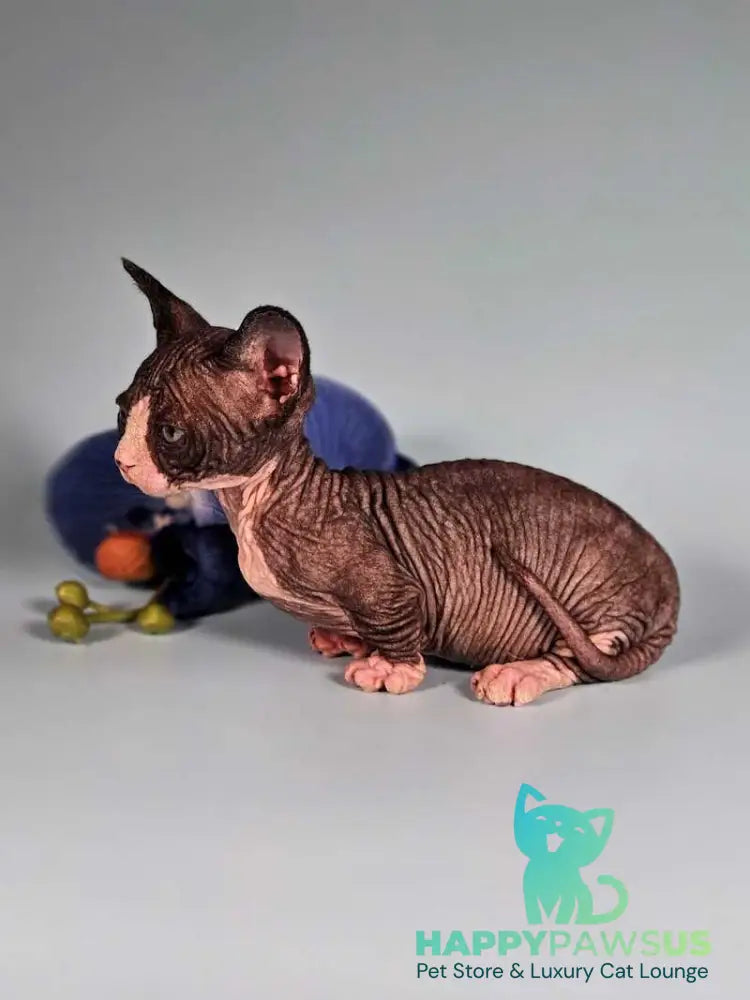 Milana Bambino female black bicolour live animals