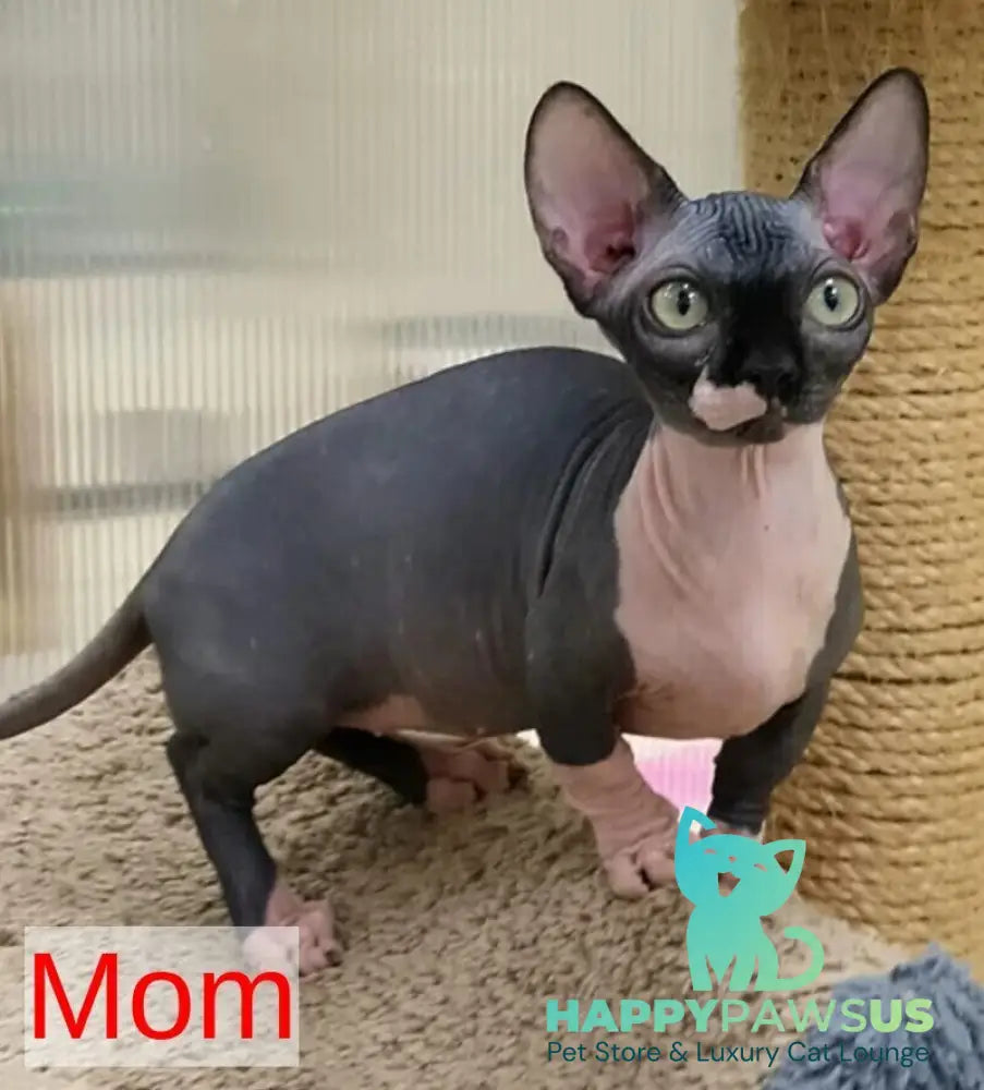Milana Bambino female black bicolour live animals