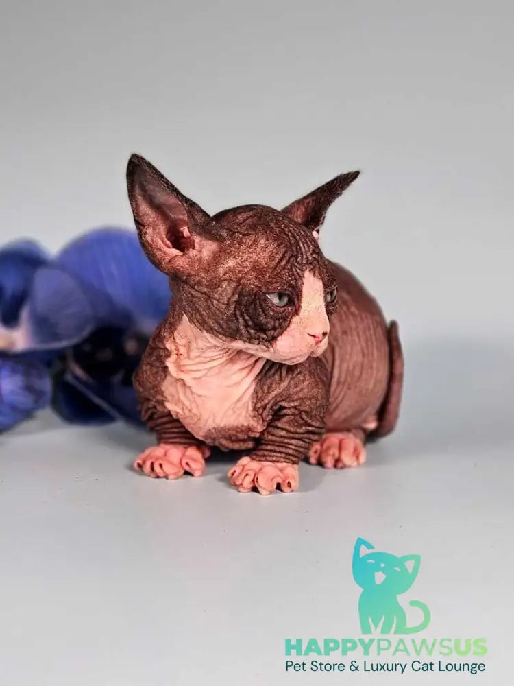 Milana Bambino female black bicolour live animals