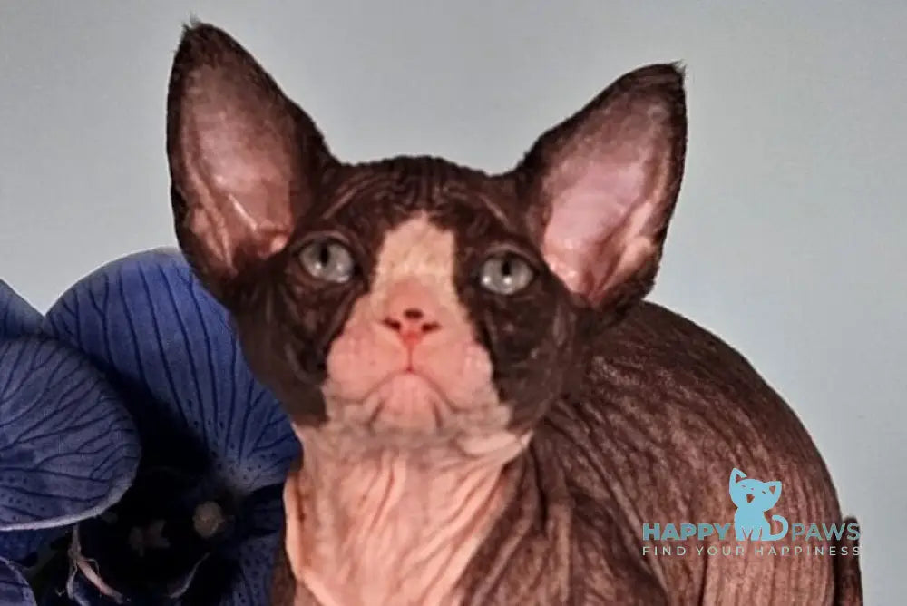 Milana Bambino female black bicolour live animals