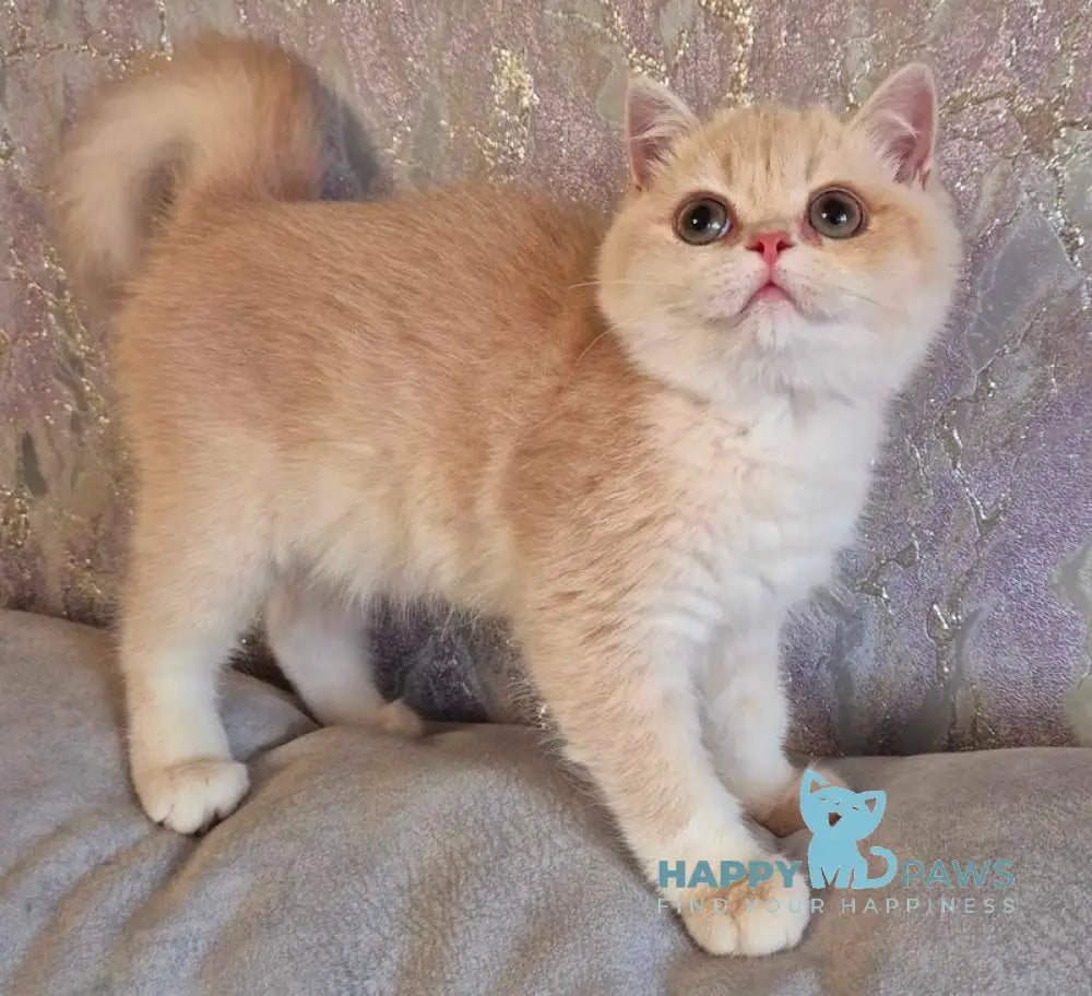 Milana British Shorthair female lilac golden chinchilla live animals