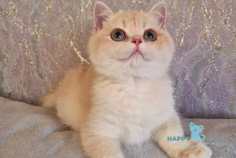 Milana British Shorthair female lilac golden chinchilla live animals