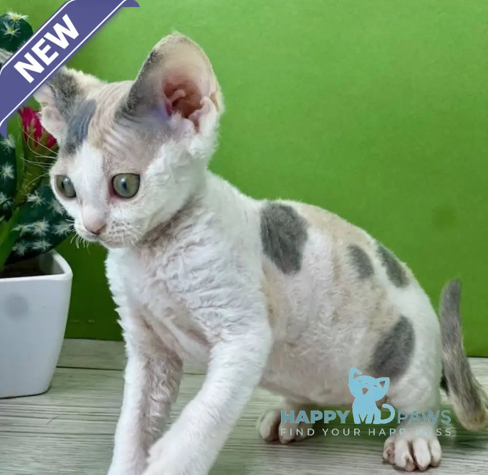 Milana Devon Rex female blue tortie bicolour live animals