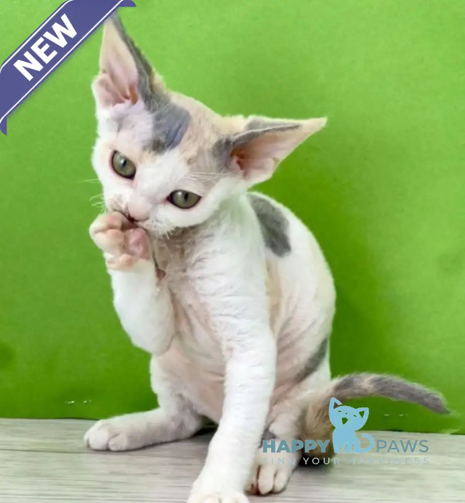 Milana Devon Rex female blue tortie bicolour live animals