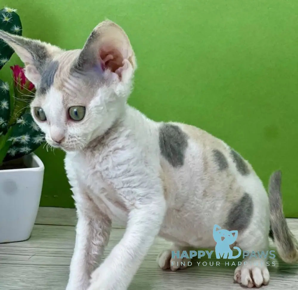 Milana Devon Rex female blue tortie bicolour live animals
