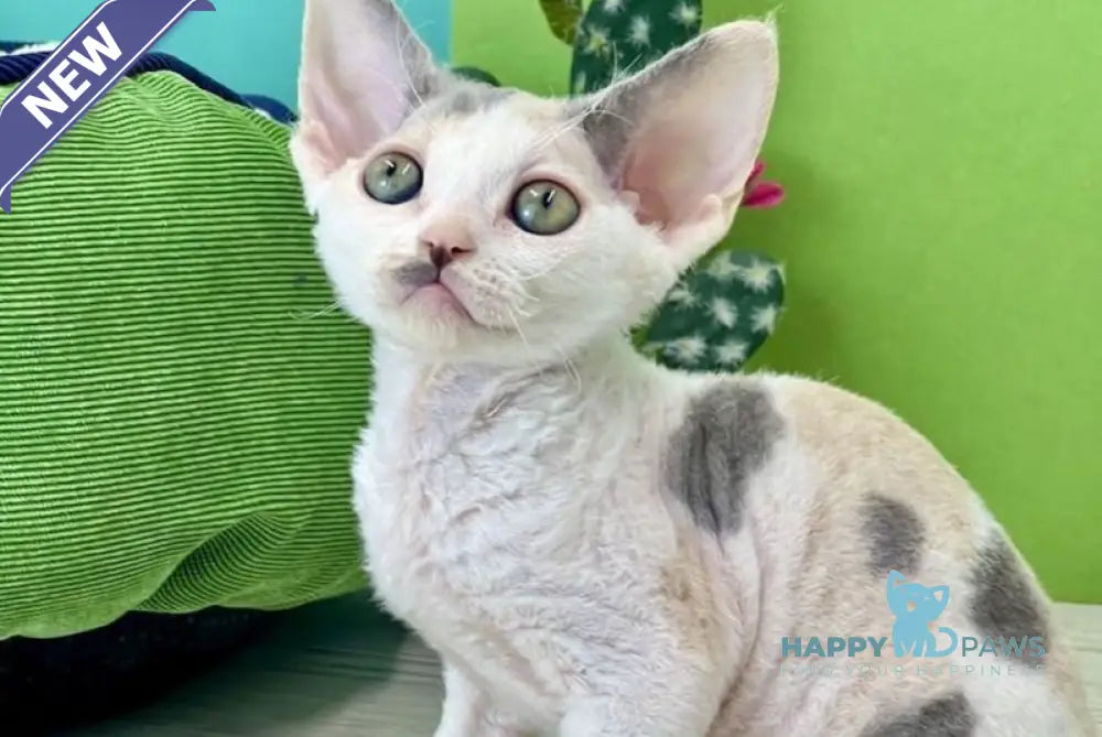 Milana Devon Rex female blue tortie bicolour live animals