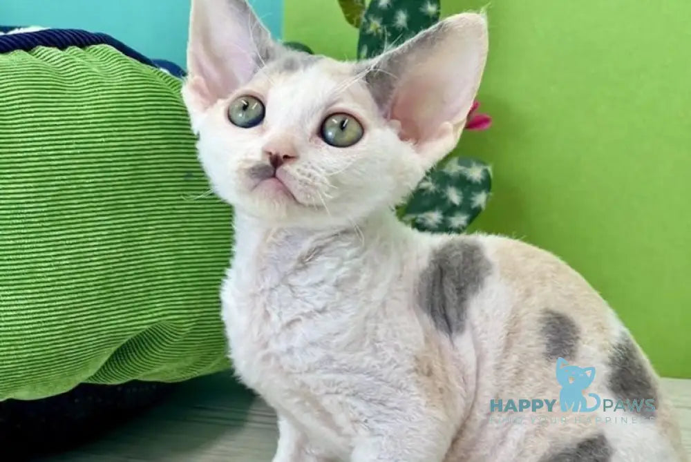 Milana Devon Rex female blue tortie bicolour live animals