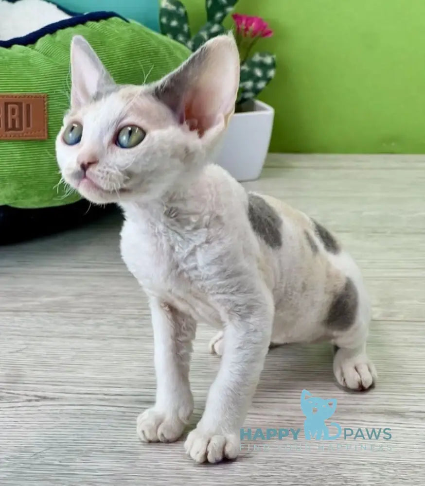 Milana Devon Rex female blue tortie bicolour live animals