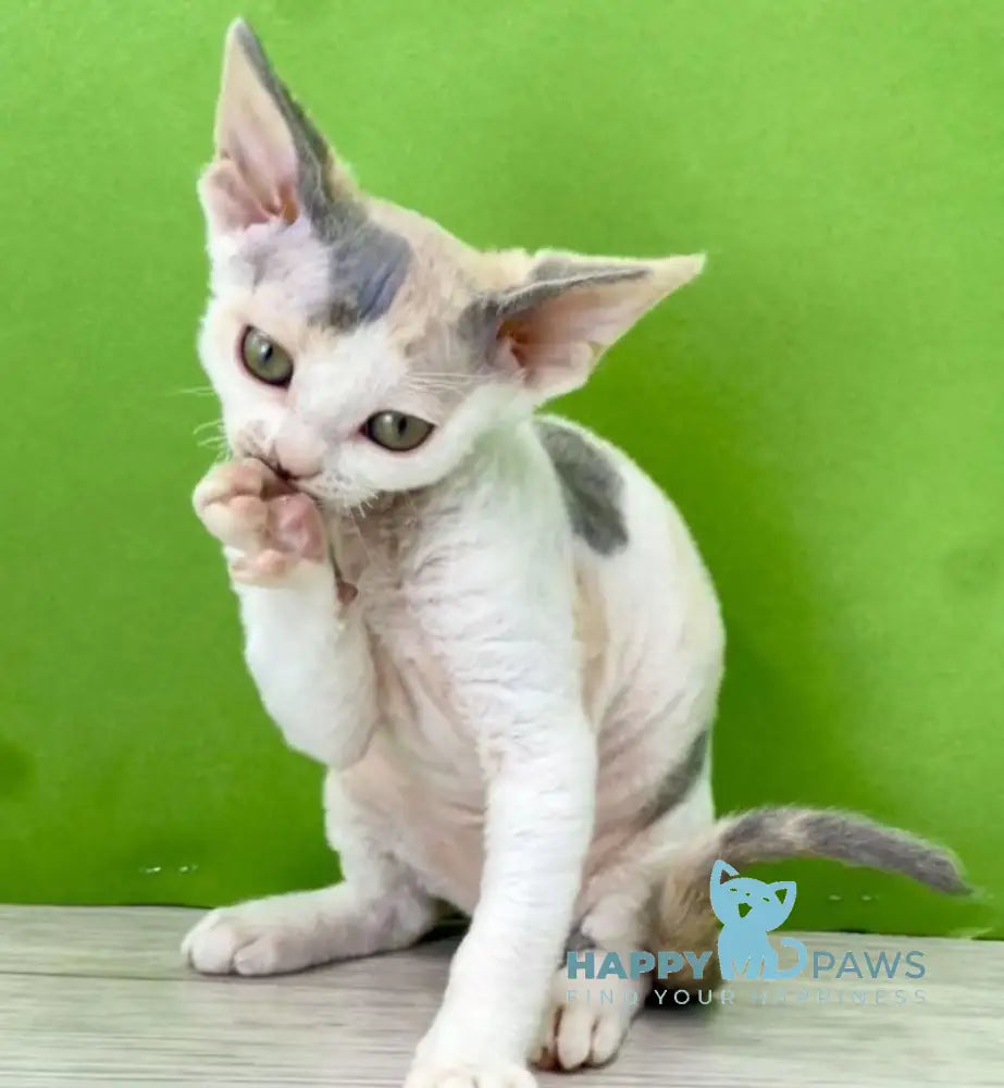 Milana Devon Rex female blue tortie bicolour live animals