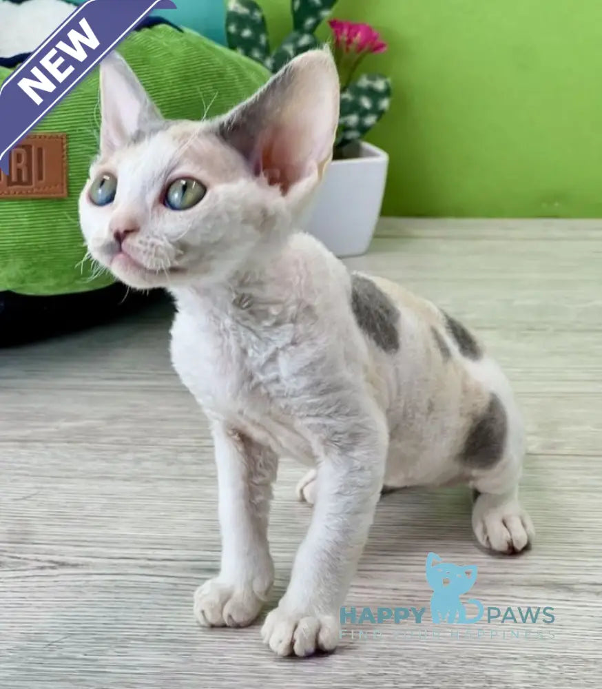Milana Devon Rex female blue tortie bicolour live animals