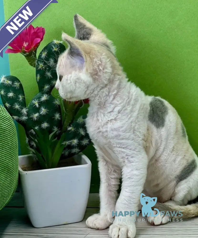Milana Devon Rex female blue tortie bicolour live animals