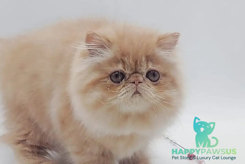 Мilana Persian female red - live animals