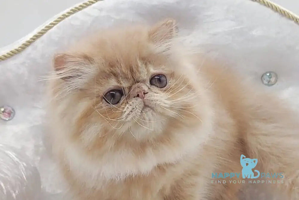 Мilana Persian female red live animals