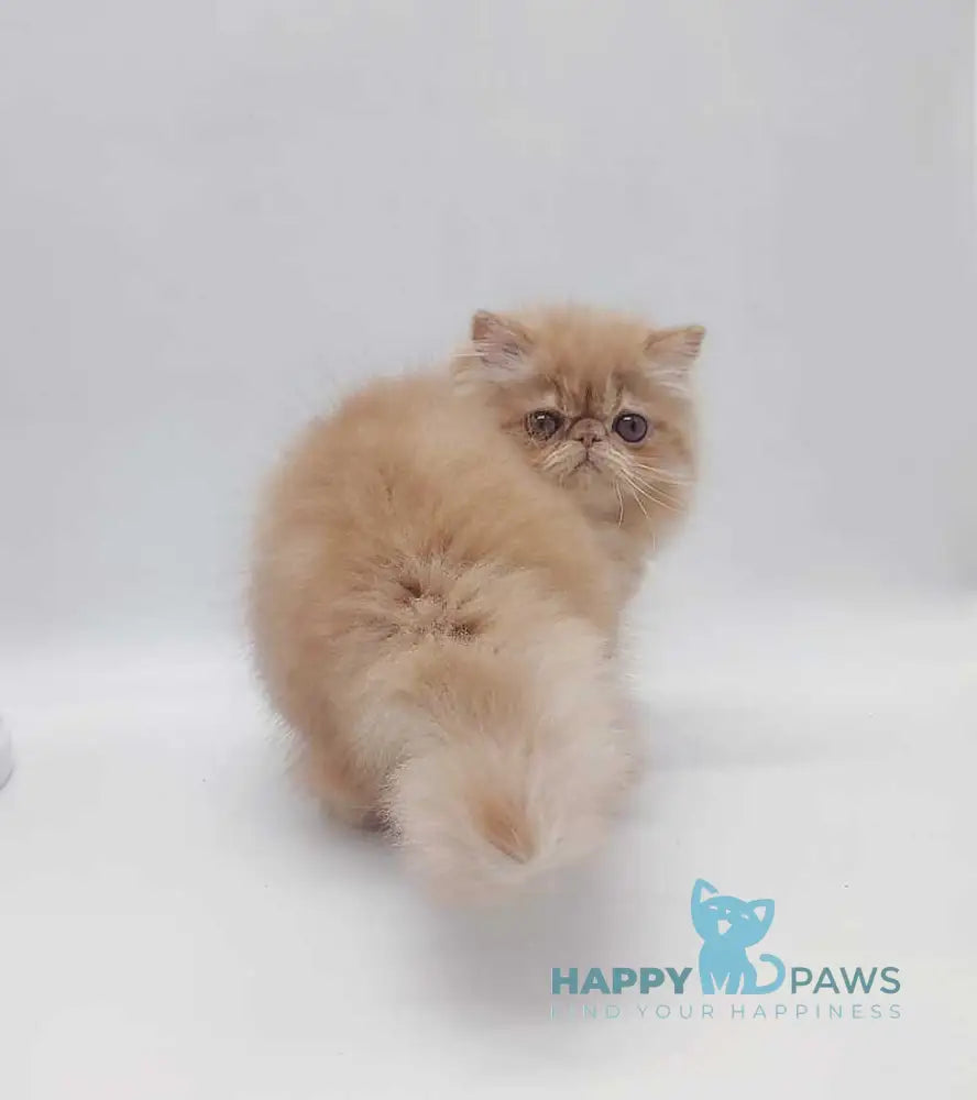 Мilana Persian female red live animals