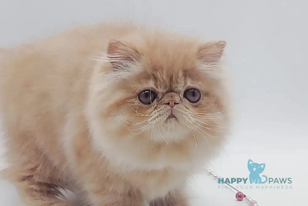 Мilana Persian female red - live animals