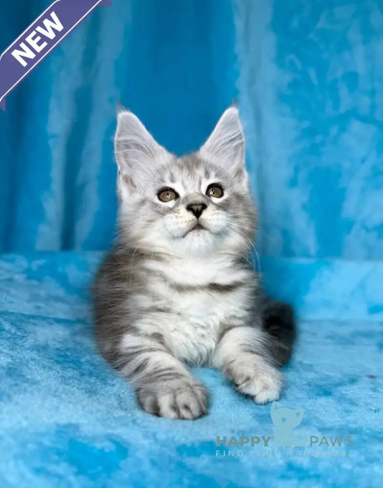 Milanija Maine Coon female blue silver tabby live animals
