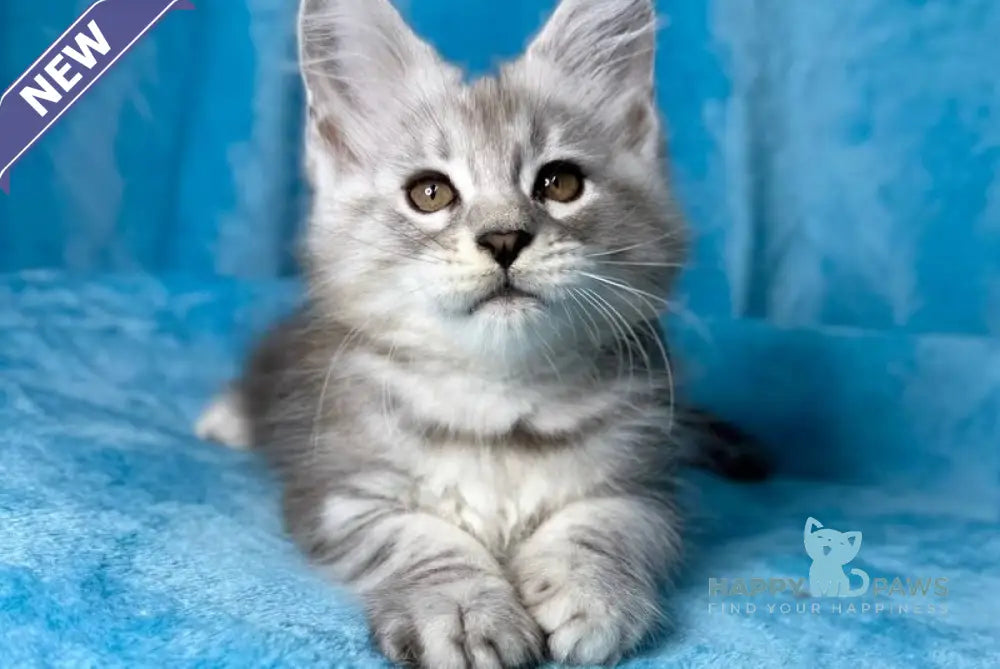 Milanija Maine Coon female blue silver tabby live animals
