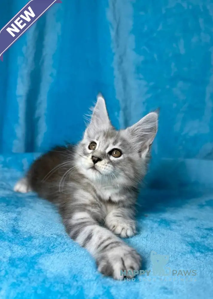 Milanija Maine Coon female blue silver tabby live animals