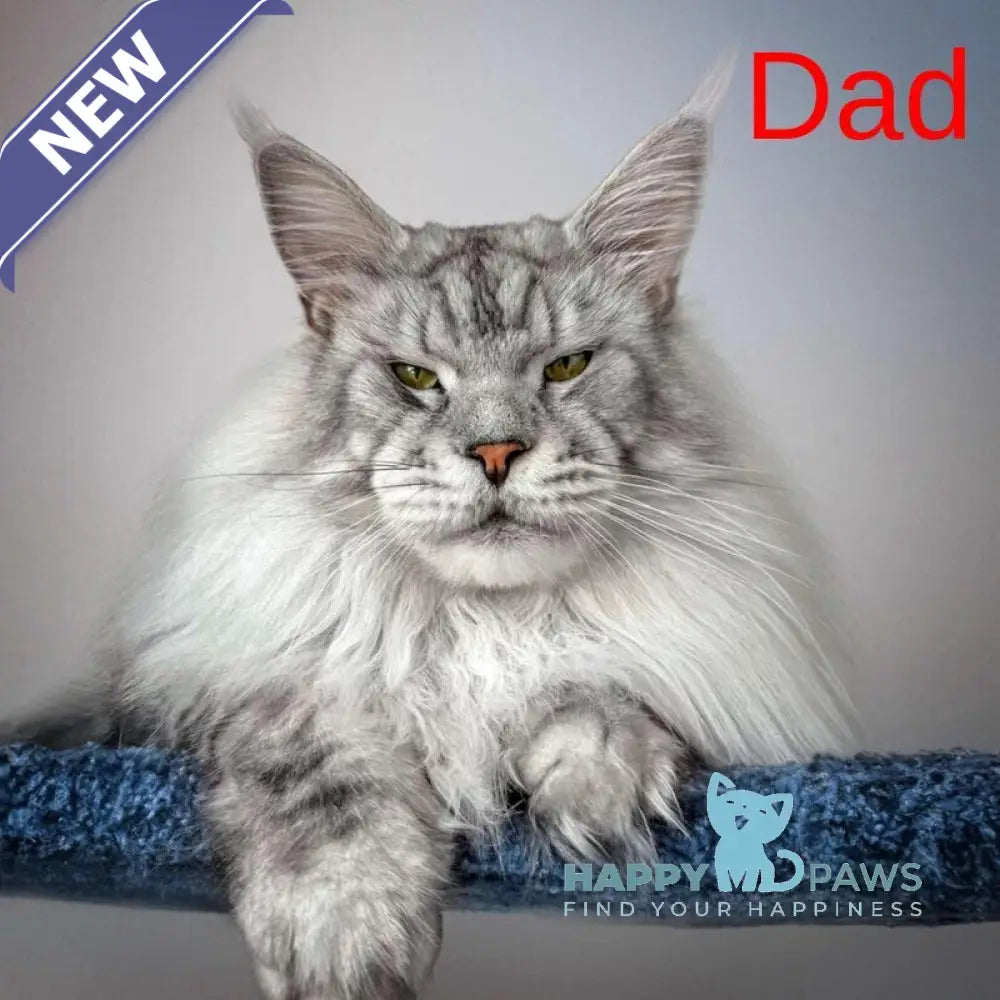 Milanija Maine Coon female blue silver tabby live animals