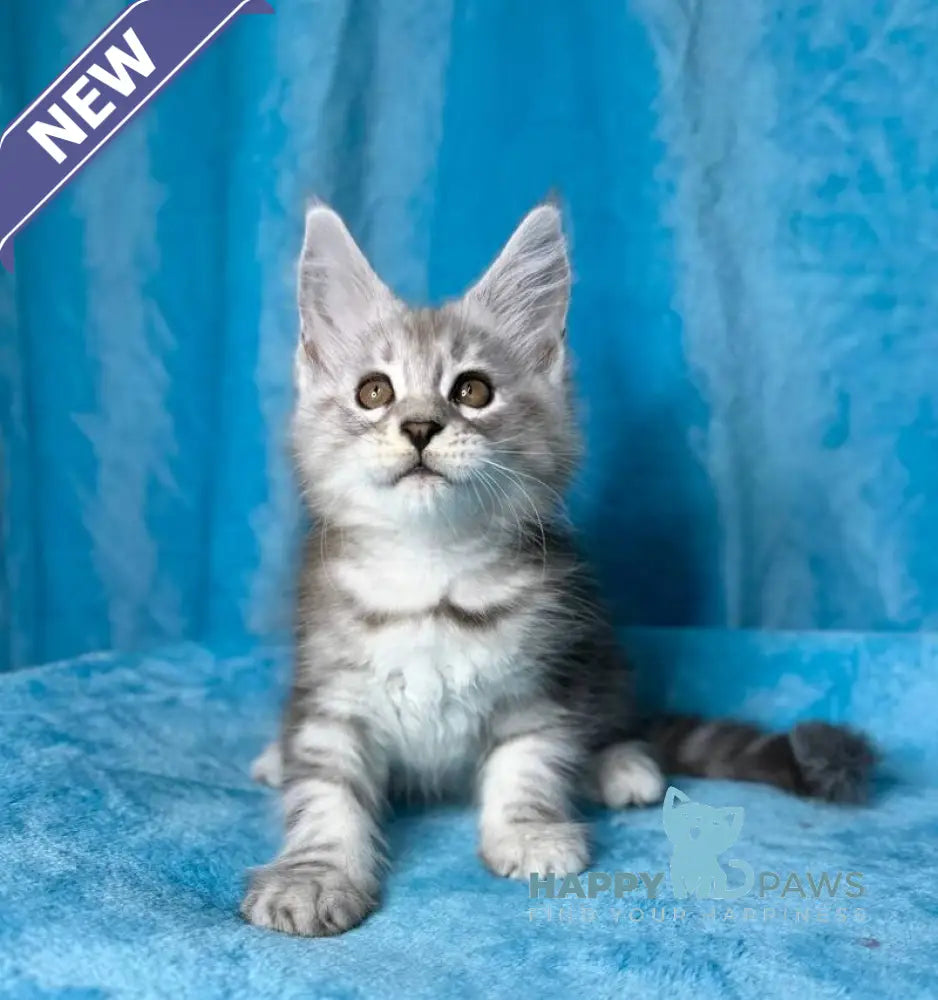 Milanija Maine Coon female blue silver tabby live animals