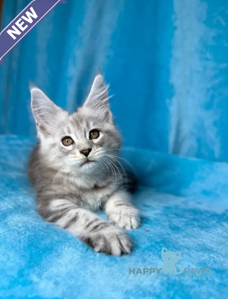 Milanija Maine Coon female blue silver tabby live animals