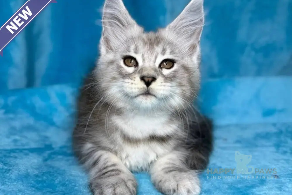 Milanija Maine Coon female blue silver tabby live animals