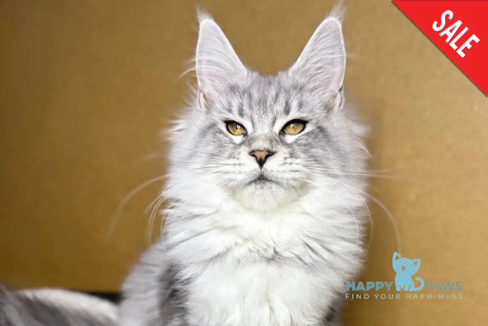 Milanija Maine Coon female blue silver tabby live animals