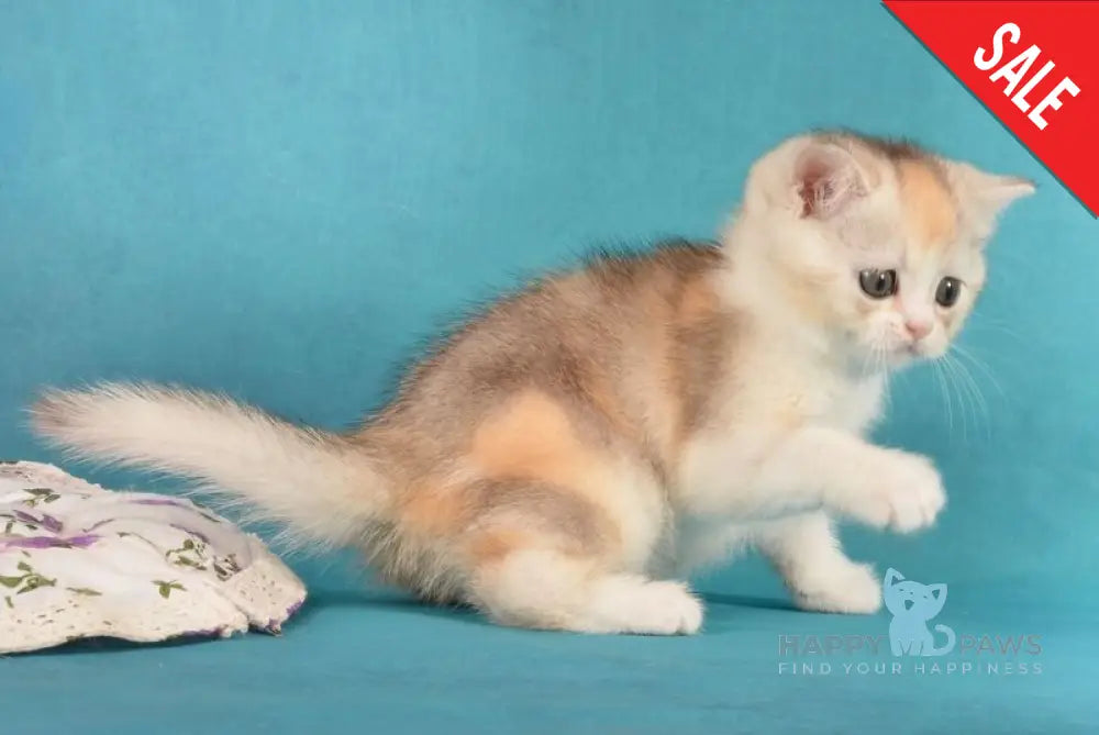 Milaniya British Shorthair female black tortie silver harlequin live animals