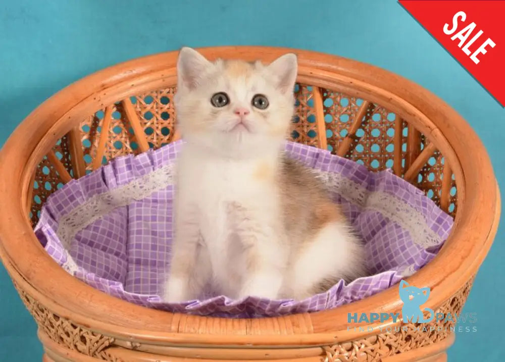 Milaniya British Shorthair female black tortie silver harlequin live animals