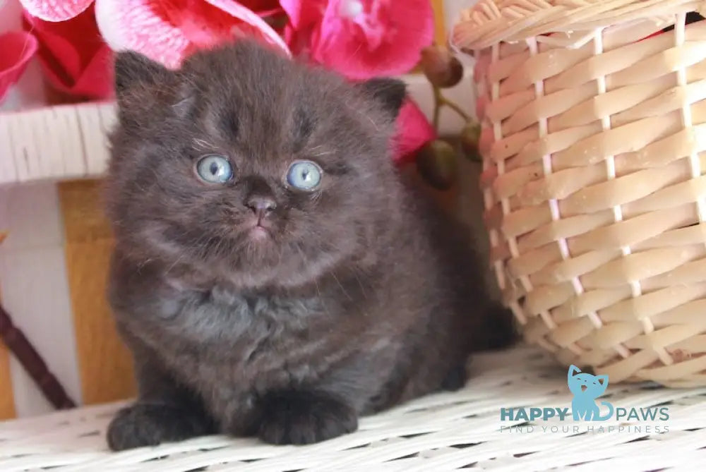 Milash British Longhair male black live animals