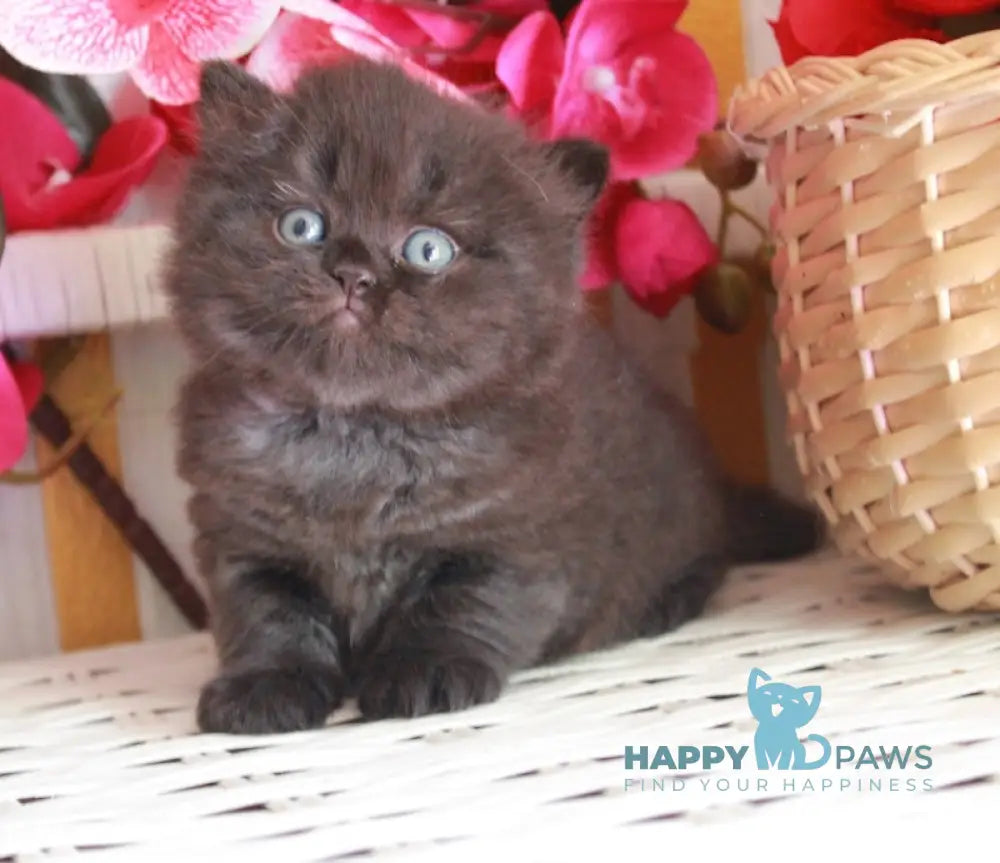 Milash British Longhair male black live animals