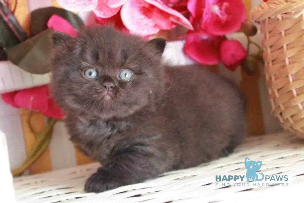 Milash British Longhair male black live animals