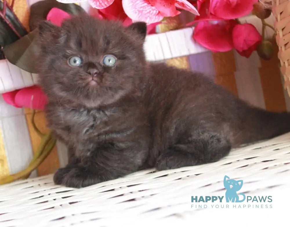 Milash British Longhair male black live animals