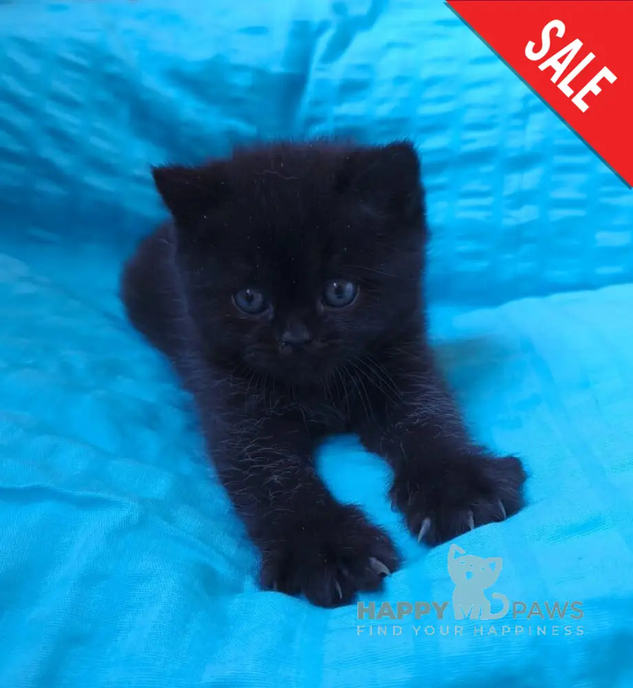 Milash British Shorthair male black live animals