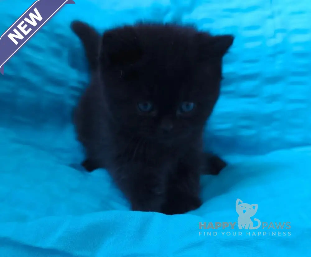 Milash British Shorthair male black live animals