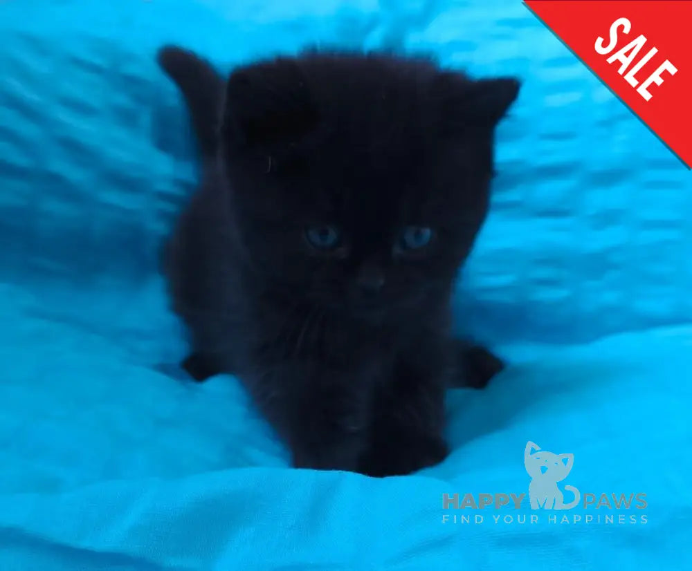 Milash British Shorthair male black live animals