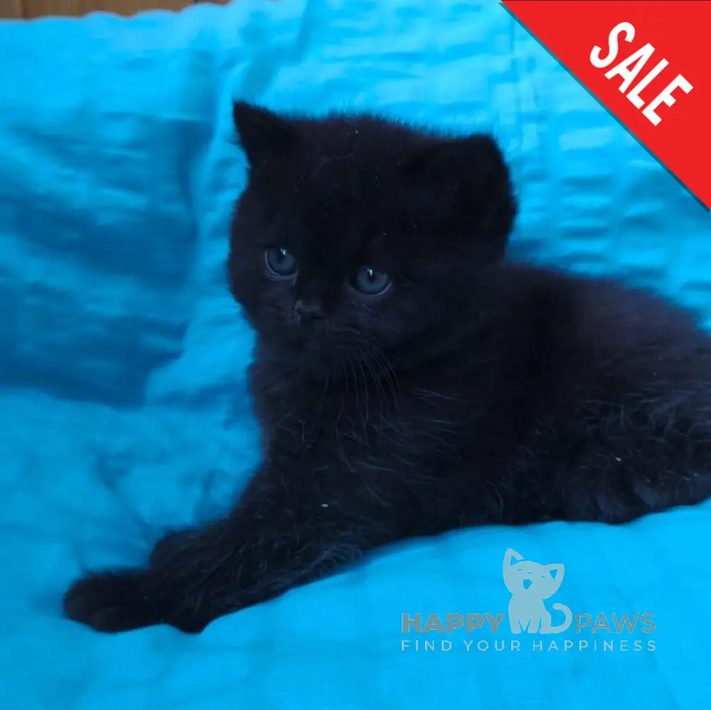 Milash British Shorthair male black live animals