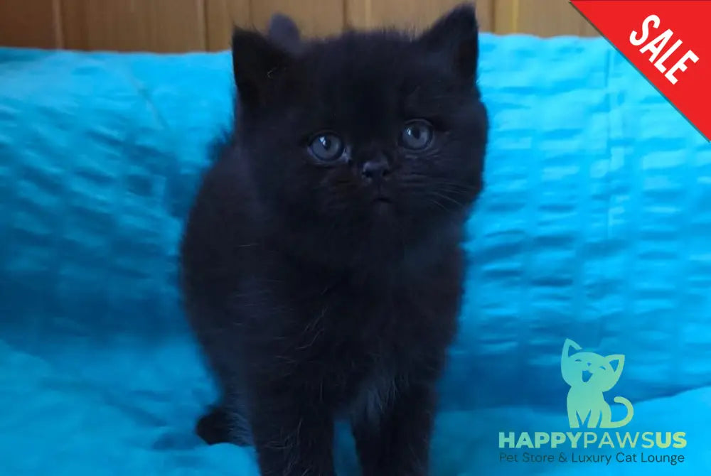 Milash British Shorthair male black live animals