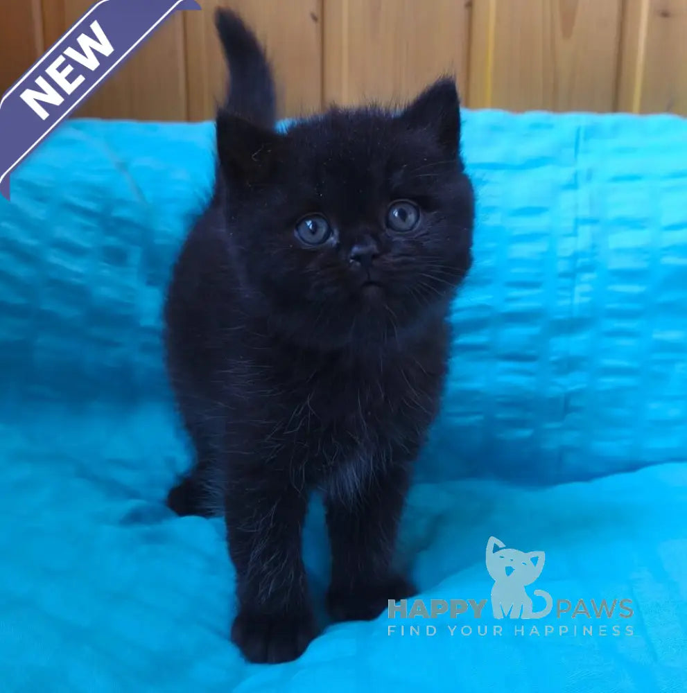 Milash British Shorthair male black live animals