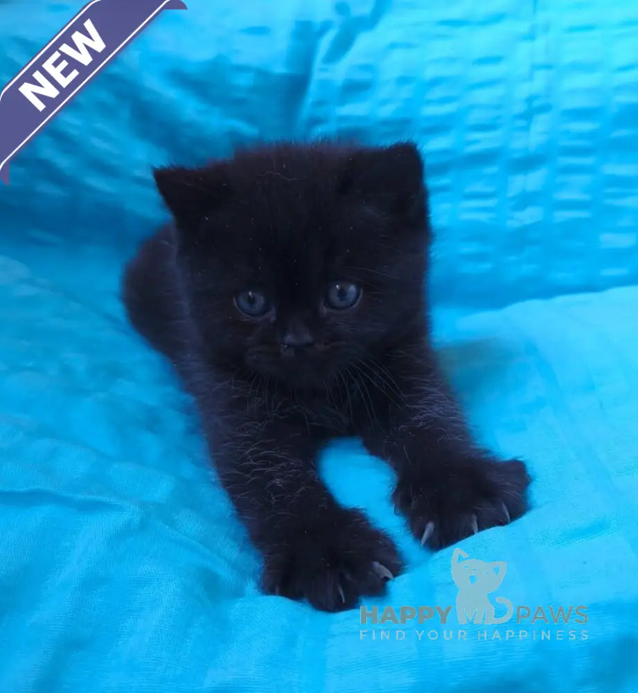 Milash British Shorthair male black live animals