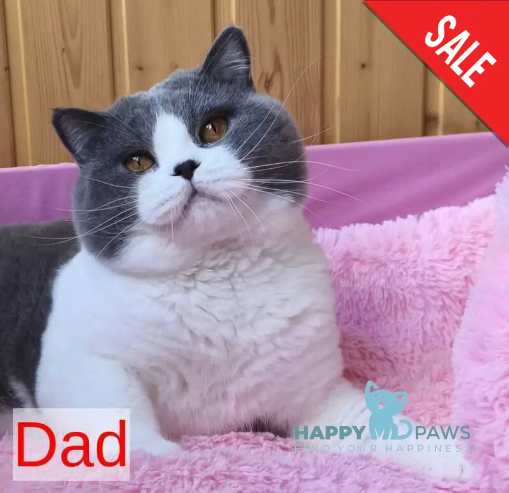 Milash British Shorthair male black live animals