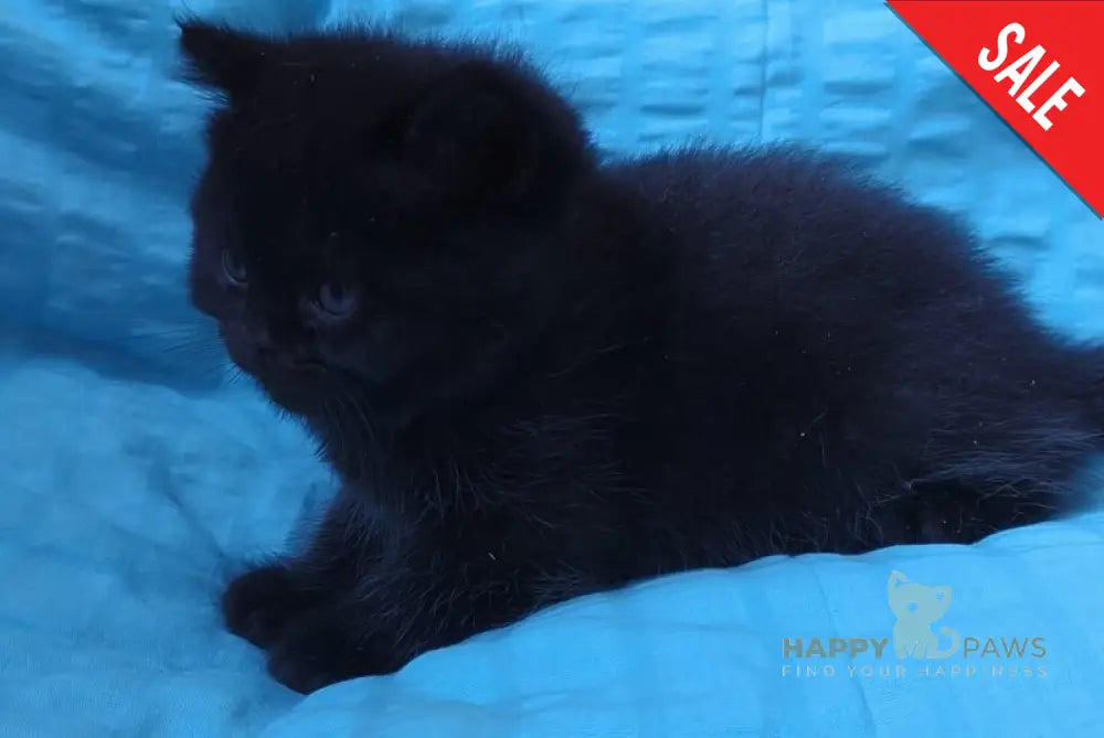 Milash British Shorthair male black live animals
