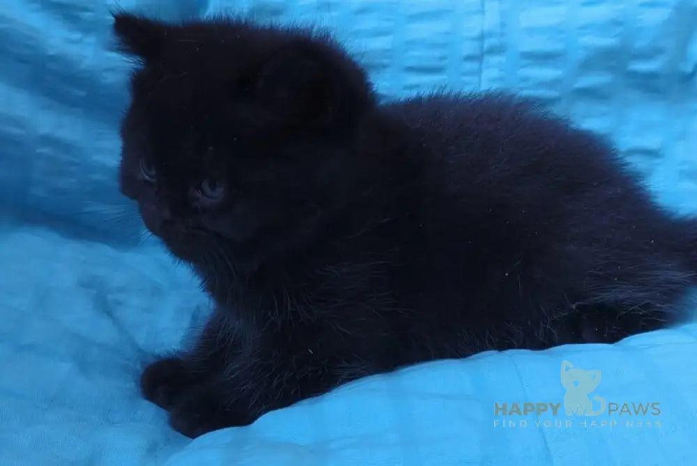 Milash British Shorthair male black live animals