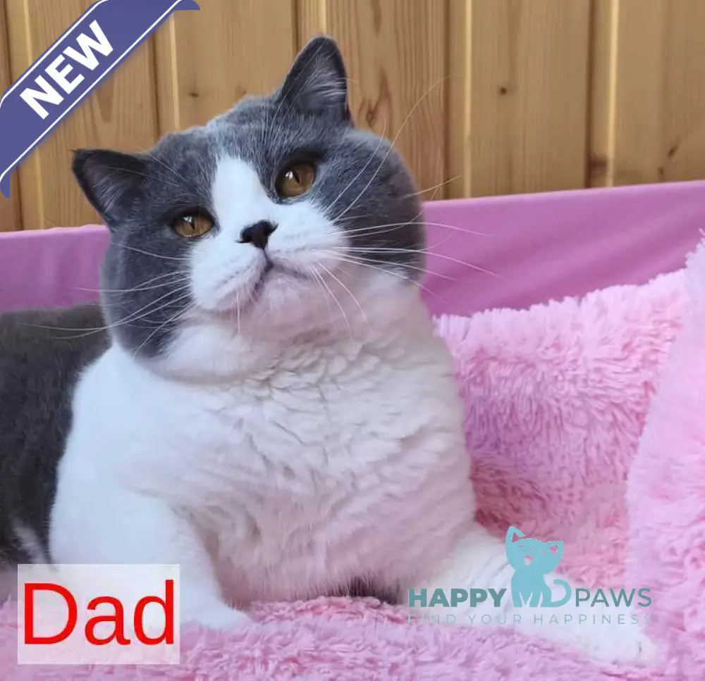 Milash British Shorthair male black live animals