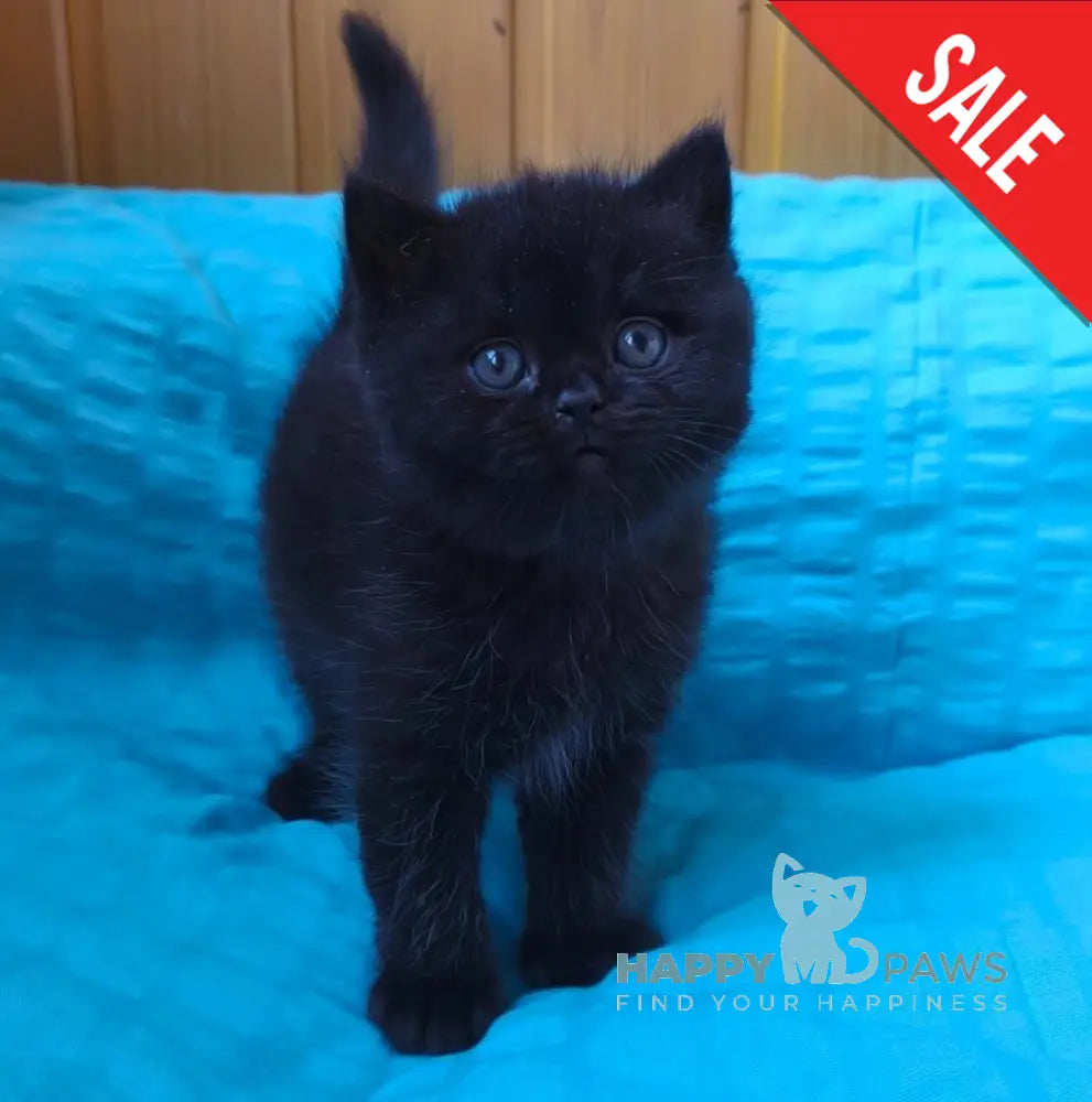 Milash British Shorthair male black live animals