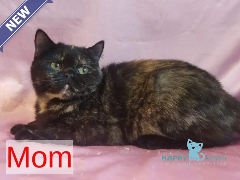 Milash British Shorthair male black live animals