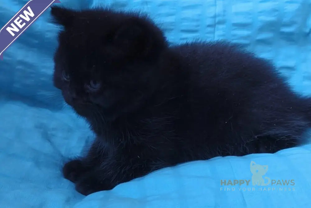 Milash British Shorthair male black live animals