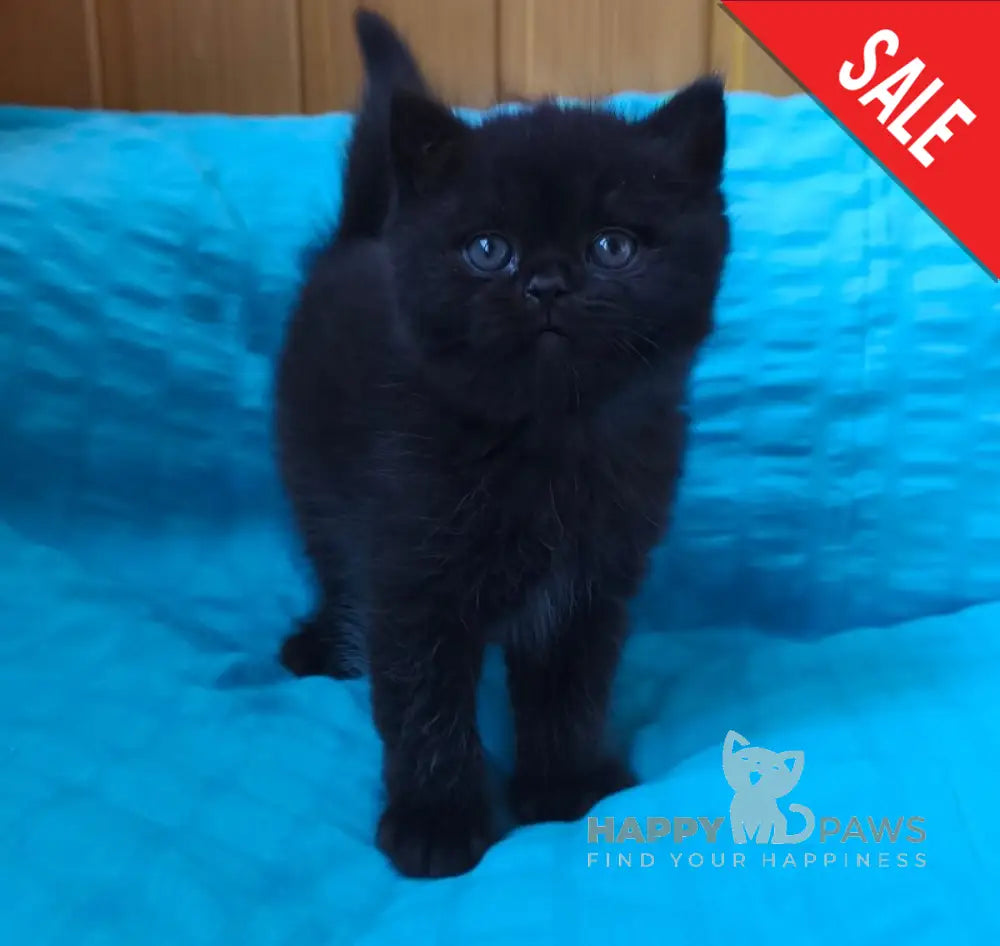Milash British Shorthair male black live animals